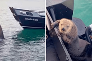 Otter zoekt zijn toevlucht op een boot terwijl hij ternauwernood ontsnapt aan de kaken van een orka!