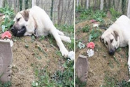 Deze diepbedroefde hond liep elke dag van huis weg om het graf van zijn overleden baasje te bezoeken