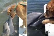 Dolfijn wacht op een schattige hondenkus van zijn golden retriever-vriend, en hun foto gaat het hele internet over