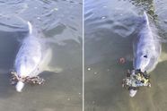 In ruil voor voedsel bezorgen dolfijnen cadeautjes uit de oceaan aan mensen