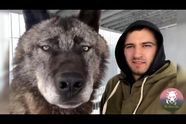 Deze man houdt de grootste wolven ter wereld als huisdier