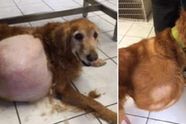 Vrouw wacht gevangenisstraf nadat ze haar hond met een tumor van 42 pond genadeloos in de steek heeft gelaten