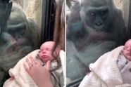 Deze moeder liet haar baby aan een gorilla zien, wat er toen gebeurde is ongelooflijk