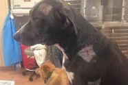 Heldhaftige hond vangt twee kogels en stopt vijf mannen van een brutale inbraak in zijn huis