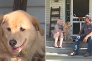 Vermiste Labrador reisde bijna 100 kilometer om naar haar vorige huis te gaan