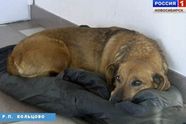 Loyale hond vindt een nieuw thuis in het ziekenhuis waar zijn baasje kwam te overlijden