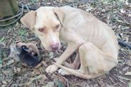 Mama hond gevonden vastgebonden in het koude bos hield haar pasgeboren puppy's in leven terwijl ze op hulp wachtten