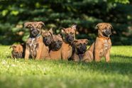 Vier puppy's voor dood langs de weg achtergelaten