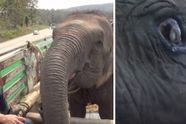 73-jarige olifant huilt van blijdschap wanneer ze wordt bevrijd uit gevangenschap