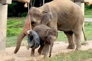 De hilarische reactie van mama olifant nadat haar baby vast komt te zitten in rubberen band