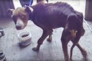 Verwaarloos de hond wiens baasje "vergat" hem te voeren in ongeloof wanneer reddingswerkers hem eten geven!