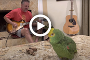 Wanneer de man met zijn gitaar begint te spelen gaat deze vogel zingen als een echte rockster