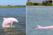 Enorm zeldzame roze dolfijn krijgt nog een prachtige roze baby