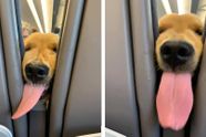 Jonge puppy verveelt zich in het vliegtuig en besluit de passagiers te vermaken