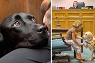 Gerechtsgebouwhonden helpen slachtoffers van misdaad de moed te geven om te getuigen