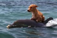 Deze dolfijn wist een hond die aan het verdrinken was zijn leven te redden
