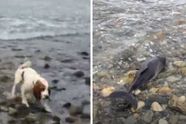 Een blaffende hond bracht zijn baasje naar een gestrande dolfijn om zijn leven te kunnen redden