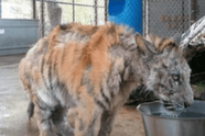 Een verwaarloosde tijgerwelp wordt gered uit het circus en herstelt op een ongelooflijke manier