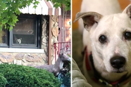 Trouwe hond stierf nadat hij 11 jaar lang elke dag bij het raam zat te wachten tot zijn baasje thuiskwam