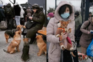 Oekraïners slaan met hun huisdieren op de vlucht en zoeken hulp in buurlanden