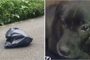 Vrouw stopt om een bewegende vuilniszak te onderzoeken en ontdekt een verlaten puppy erin