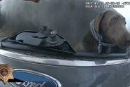 Politie agent weet doodsbange en gewonde hond uit brandende auto te redden: 'Hij moest het overleven!'