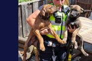 Politie weet 2 verwaarloosde puppy's te redden van snikheet balkon