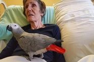 Vrouw die op sterven ligt neemt afscheid van haar papegaai, zijn reactie gaat het hele internet over