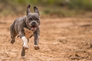 Drie agressieve pitbulls bijten benen van vrouw eraf - politieagent schiet dieren dood