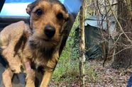 Hondje Leo raakt onwel na eten van menselijke uitwerpselen vol drugs: ‘Hij zakte door zijn pootjes’