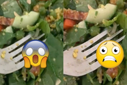 Zien: Dame ontdekt smerige verrassing in haar kip salade van de Albert Heijn