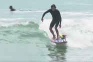 VIDEO: Dappere Jack Russel surft in Stille Oceaan