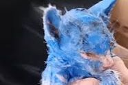 Kitten werd gekleurd met giftige blauwe verf en achtergelaten in de regen - redders helpen haar een verbluffende transformatie te ondergaan