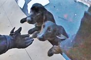 ZIEN: Een agent redt verwaarloosde honden die zich vastklampen aan de rand van een ijskoude vijver