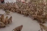 VIDEO: In Thaise toeristische stad vechten twee apenbendes een oorlog met elkaar uit