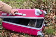 Zwangere kat gedumpt in koffer ergens in een veld