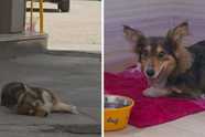 Bange zwerfhond vindt na 3 jaar lang bij een tankstation geleefd te hebben eindelijk een warm thuis
