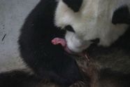Pairi Daiza verwelkomt tweeling babypanda's: "Maar ze krijgen nog geen naam"