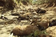 Uitgedroogde paarden komen om water, maar vinden enkel zand: Massale sterfte is het gevolg