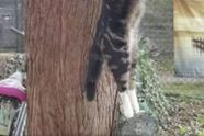 Schokkend: Kat opgehangen aan boom in Diest