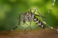 Grote zorgen over mug die virus verspreidt: Dit zijn de symptomen