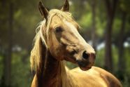 Vijf paarden sterven in minder dan 24 uur tijd in Oudenburg: "Onze wereld is gestopt met draaien"