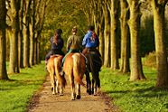 Paardrijden op de openbare weg is opnieuw toegestaan: "We mogen de gezondheid van dieren niet uit het oog verliezen"