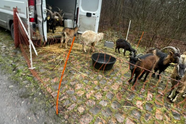 📸 Zijn de GOAT's al aanwezig voor Parijs-Roubaix? Kudde geiten graast kasseien van Bos van Wallers schoon