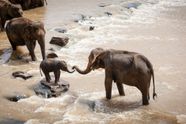 Zwervende kudde olifanten neemt na een tocht van 500km een welverdiende rustpauze