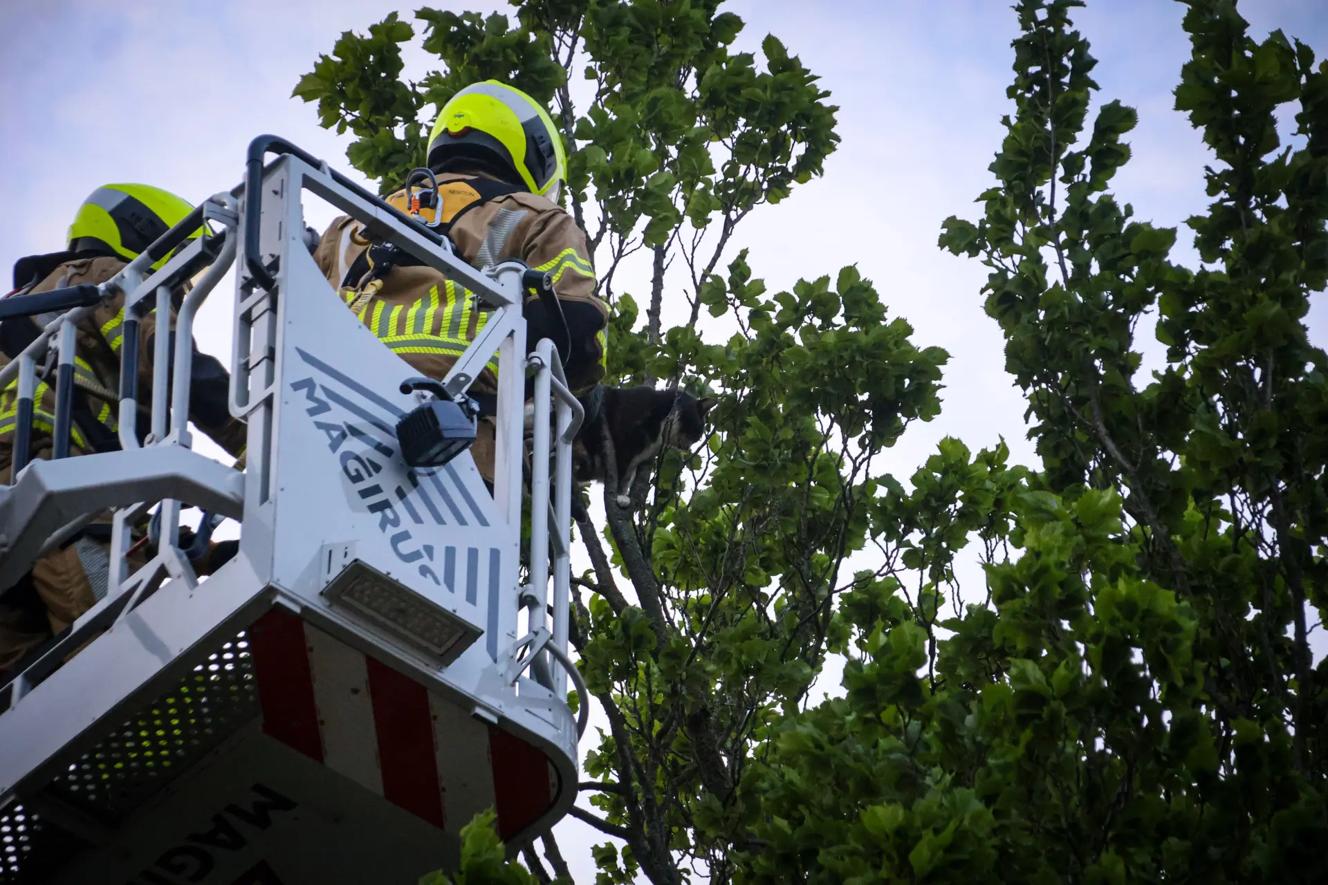 Brandweer redt kat uit hoge boom na spannende avond in Rijnsburg