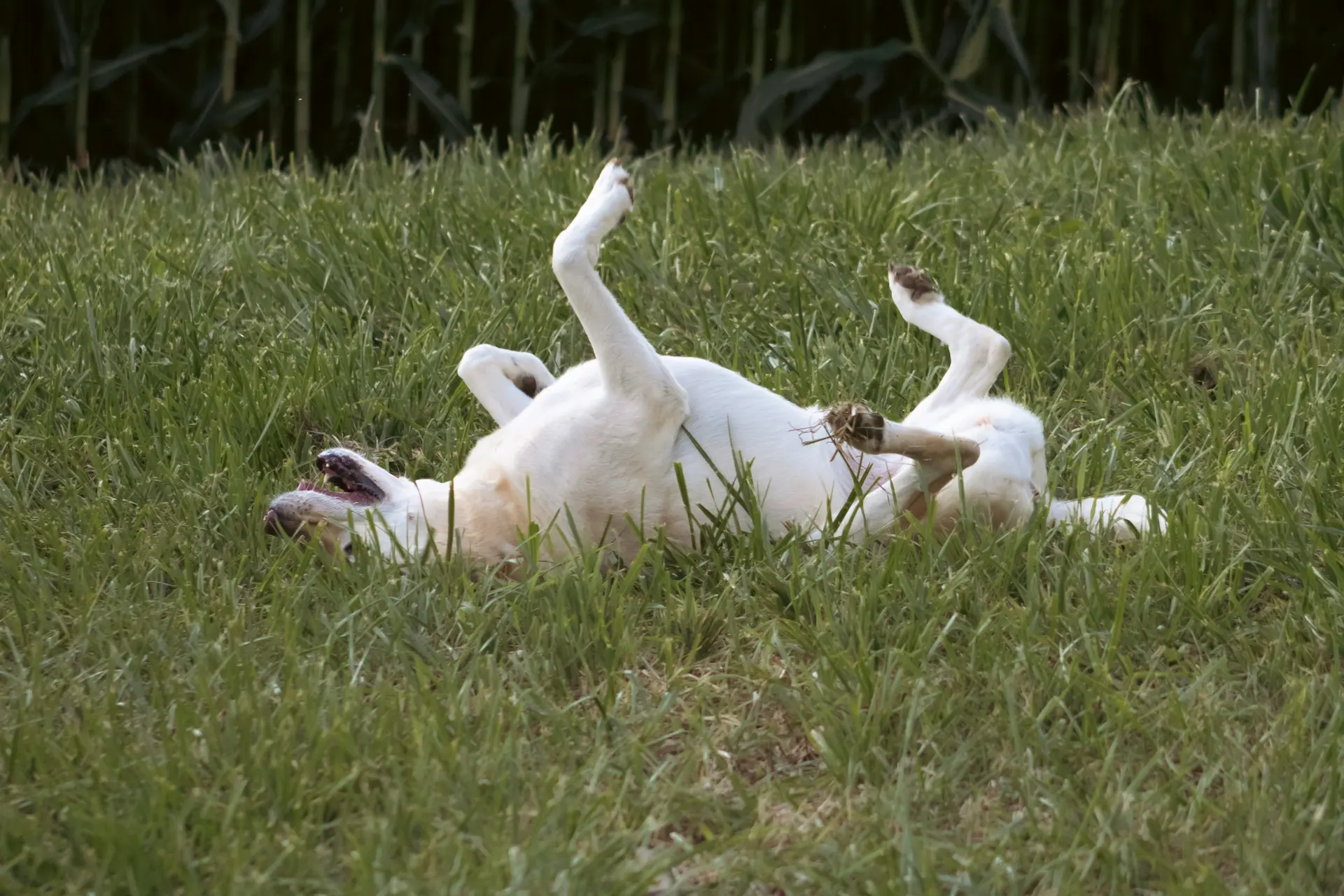 a white dog rolling around in the grass