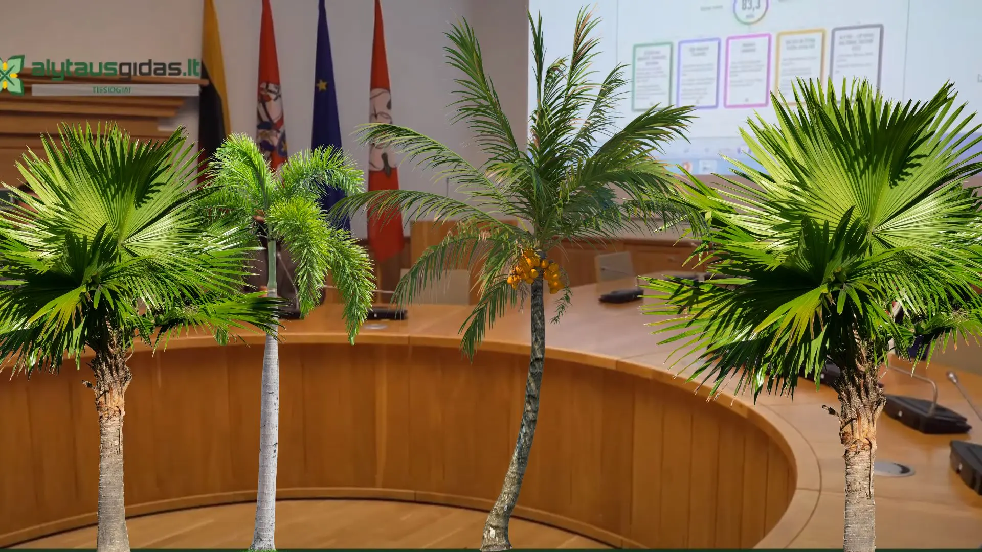 palm