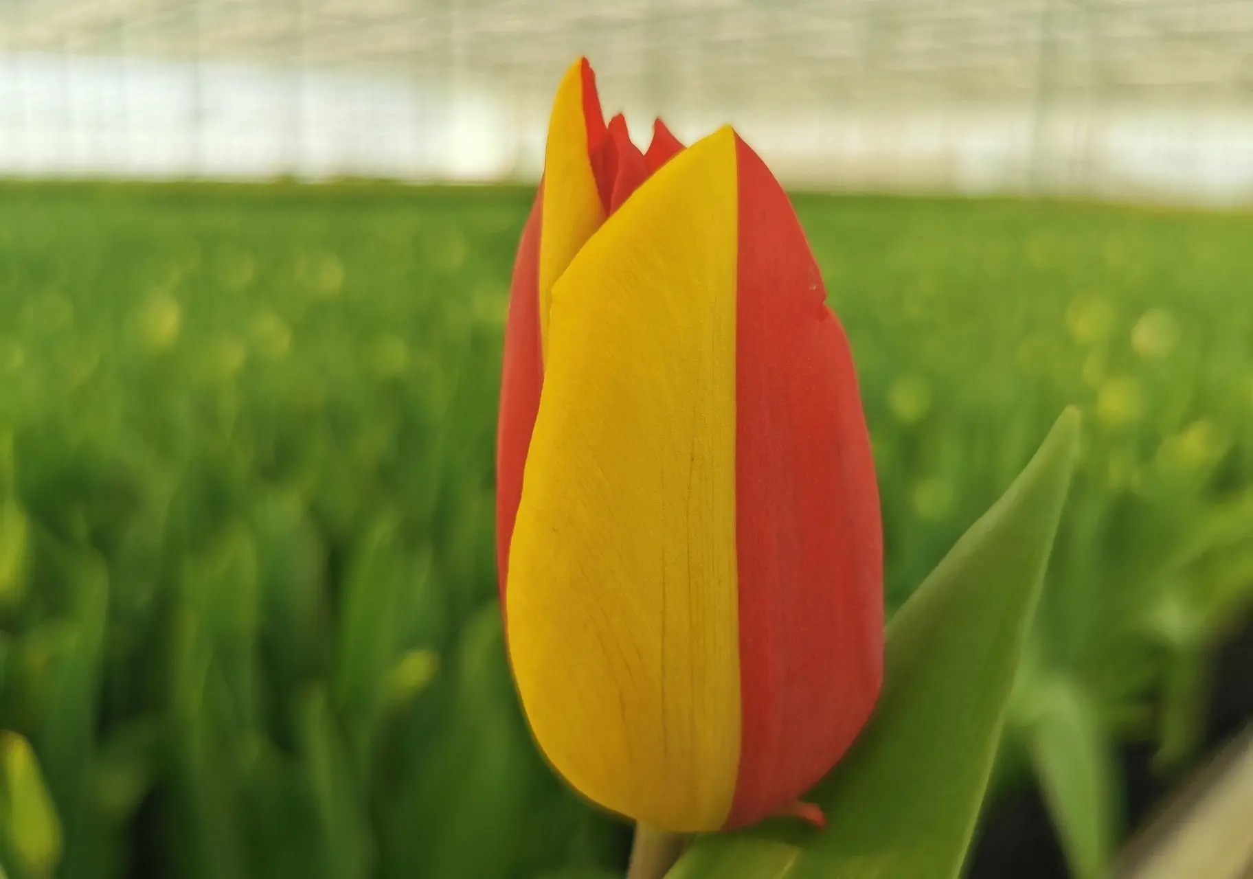 tulp154327035 3280250278742859 2655823886787201040 o