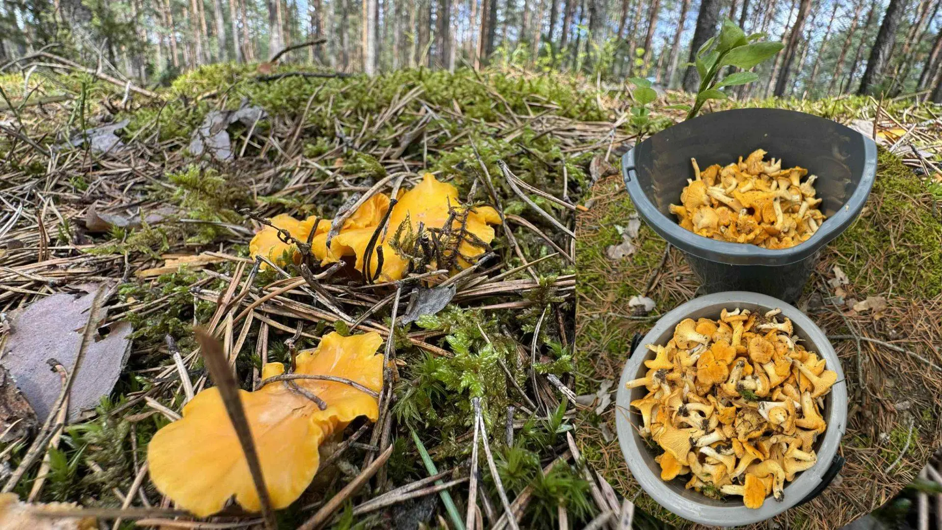 Voveraičių derlius šiemet didelis, mėlynių ir bruknių beveik nėra – supirkėjai